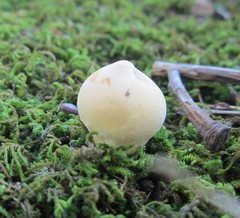 Lycoperdon flavotinctum