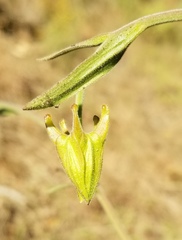 Aquilegia eximia