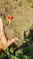 Aquilegia eximia