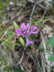 Clarkia concinna concinna