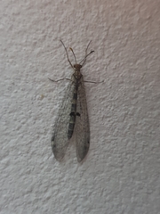 Megistopus flavicornis
