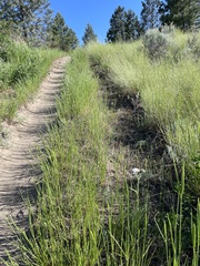 Achillea millefolium