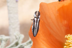 Agrilus felix