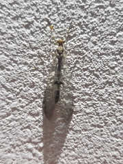 Megistopus flavicornis