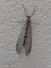 Megistopus flavicornis