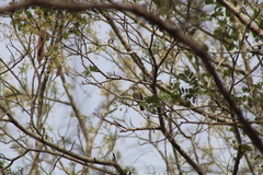 Vireo flavoviridis
