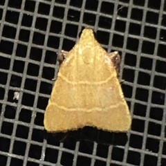 Parachma ochracealis
