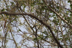 Vireo flavoviridis