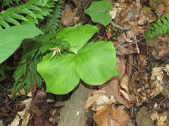 Trillium flexipes