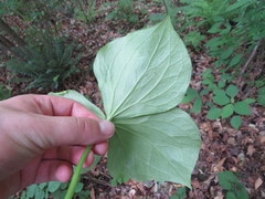 Trillium flexipes