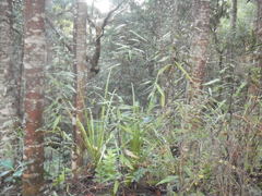 Corokia buddleioides buddleioides
