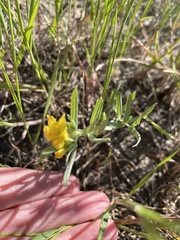 Lithospermum incisum