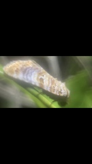 Diastema tigris