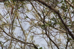 Vireo flavoviridis