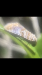 Diastema tigris