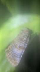 Diastema tigris