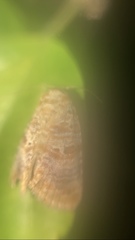 Diastema tigris