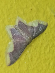 Lophosis labeculata