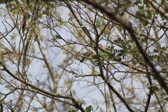 Vireo flavoviridis