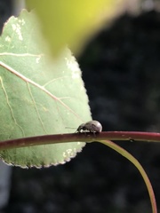 Thricolepis inornata