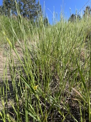Lithospermum incisum
