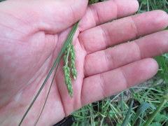 Carex oxylepis