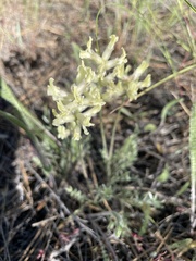 Oxytropis campestris