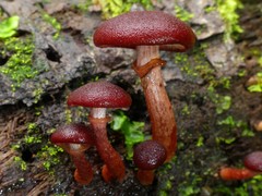 Cortinarius vinicolor