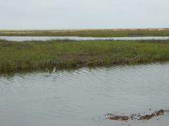 Sternula antillarum browni