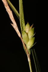 Carex calcifugens