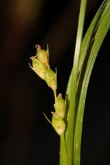 Carex calcifugens