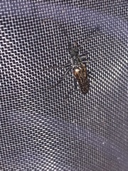 Anthophylax attenuatus