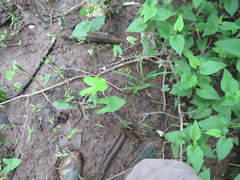 Sagittaria australis