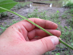 Sagittaria australis