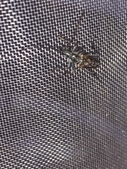 Anthophylax attenuatus