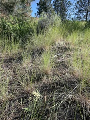 Oxytropis campestris