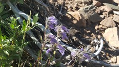 Penstemon