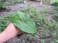Sagittaria australis