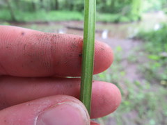 Sagittaria australis