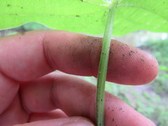 Sagittaria australis