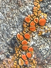 Polycauliona luteominia