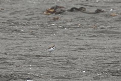 Charadrius collaris