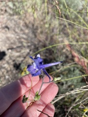 Delphinium nuttallianum