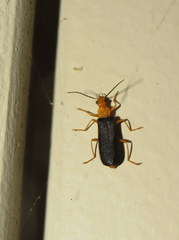 Podabrus fayi