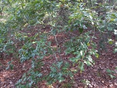 Quercus georgiana