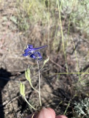 Delphinium nuttallianum
