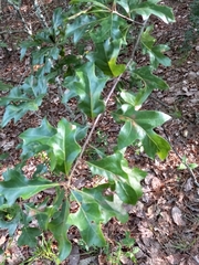 Quercus georgiana
