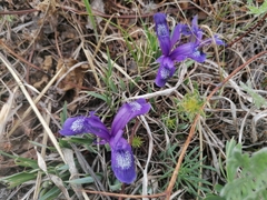 Iris uniflora