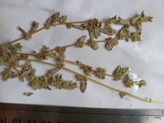 Atriplex pseudocampanulata