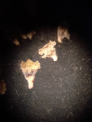 Atriplex pseudocampanulata